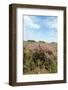 Heath in Landscape-Ivonnewierink-Framed Photographic Print