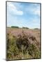 Heath in Landscape-Ivonnewierink-Mounted Photographic Print