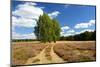 Heath Landscape, Blossoming Heather, Birches, Near Lychen, Brandenburg, Germany-Andreas Vitting-Mounted Photographic Print