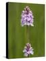 Heath Spotted Orchid (Dactylorhiza Maculata), Grasspoint, Mull, Inner Hebrides, Scotland-Steve & Ann Toon-Stretched Canvas