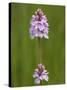 Heath Spotted Orchid (Dactylorhiza Maculata), Grasspoint, Mull, Inner Hebrides, Scotland-Steve & Ann Toon-Stretched Canvas