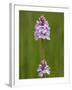 Heath Spotted Orchid (Dactylorhiza Maculata), Grasspoint, Mull, Inner Hebrides, Scotland-Steve & Ann Toon-Framed Photographic Print