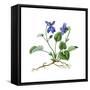 Heath Violet (Viola Canina)-Giglioli E.-Framed Stretched Canvas