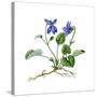 Heath Violet (Viola Canina)-Giglioli E.-Stretched Canvas