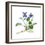 Heath Violet (Viola Canina)-Giglioli E.-Framed Giclee Print