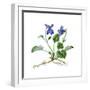 Heath Violet (Viola Canina)-Giglioli E.-Framed Giclee Print