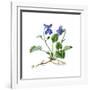 Heath Violet (Viola Canina)-Giglioli E.-Framed Giclee Print