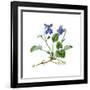 Heath Violet (Viola Canina)-Giglioli E.-Framed Giclee Print