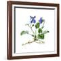 Heath Violet (Viola Canina)-Giglioli E.-Framed Giclee Print