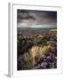 Heather and Moorland View, Near Birch Tor, Dartmoor Np, Devon, UK, August 2008-Ross Hoddinott-Framed Photographic Print