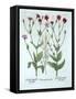 Heather and Two Kinds of Lychnis, from 'Hortus Eystettensis', by Basil Besler (1561-1629), Pub. 161-German School-Framed Stretched Canvas