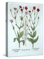 Heather and Two Kinds of Lychnis, from 'Hortus Eystettensis', by Basil Besler (1561-1629), Pub. 161-German School-Stretched Canvas