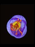 Crocus flower from above, closing in evening-Heather Angel-Stretched Canvas