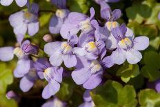 Ivy leaved toadflax flowers with orange nectar guides, UK-Heather Angel-Stretched Canvas