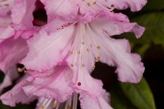 Wild sage flowers turn pink following pollination-Heather Angel-Mounted Photographic Print