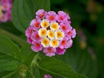 Ivy leaved toadflax flowers with orange nectar guides, UK-Heather Angel-Stretched Canvas