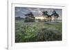 Heather at dawn, with distant Klein Schietveld, Brasschaat, Belgium-Bernard Castelein-Framed Photographic Print