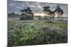 Heather at dawn, with distant Klein Schietveld, Brasschaat, Belgium-Bernard Castelein-Mounted Photographic Print