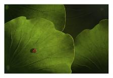 Still Life with Oranges-Heather Bonadio-Photographic Print