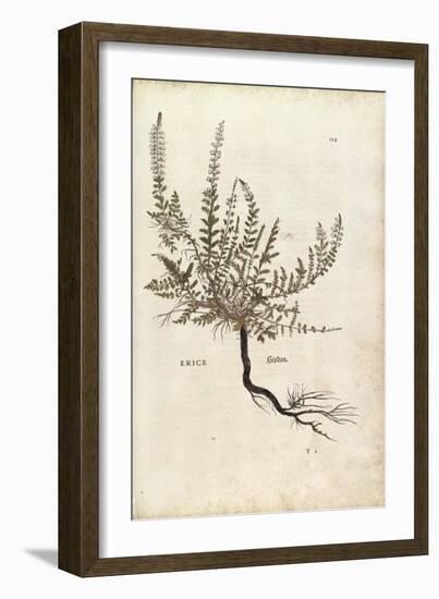 Heather - Calluna Vulgaris (Erice) by Leonhart Fuchs from De Historia Stirpium Commentarii Insignes-null-Framed Giclee Print