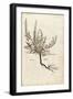 Heather - Calluna Vulgaris (Erice) by Leonhart Fuchs from De Historia Stirpium Commentarii Insignes-null-Framed Giclee Print