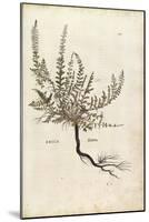 Heather - Calluna Vulgaris (Erice) by Leonhart Fuchs from De Historia Stirpium Commentarii Insignes-null-Mounted Giclee Print