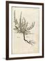 Heather - Calluna Vulgaris (Erice) by Leonhart Fuchs from De Historia Stirpium Commentarii Insignes-null-Framed Giclee Print