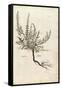 Heather - Calluna Vulgaris (Erice) by Leonhart Fuchs from De Historia Stirpium Commentarii Insignes-null-Framed Stretched Canvas