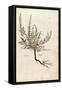 Heather - Calluna Vulgaris (Erice) by Leonhart Fuchs from De Historia Stirpium Commentarii Insignes-null-Framed Stretched Canvas