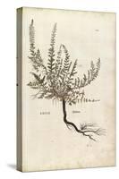 Heather - Calluna Vulgaris (Erice) by Leonhart Fuchs from De Historia Stirpium Commentarii Insignes-null-Stretched Canvas