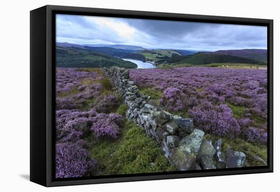 Heather Covered Bamford Moor-Eleanor Scriven-Framed Stretched Canvas