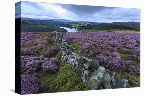 Heather Covered Bamford Moor-Eleanor Scriven-Stretched Canvas