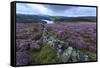 Heather Covered Bamford Moor-Eleanor Scriven-Framed Stretched Canvas