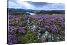 Heather Covered Bamford Moor-Eleanor Scriven-Stretched Canvas