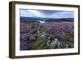 Heather Covered Bamford Moor-Eleanor Scriven-Framed Photographic Print