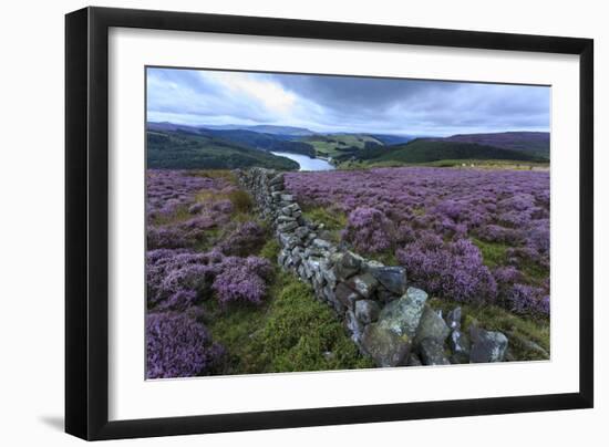 Heather Covered Bamford Moor-Eleanor Scriven-Framed Photographic Print