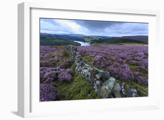 Heather Covered Bamford Moor-Eleanor Scriven-Framed Photographic Print