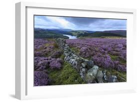 Heather Covered Bamford Moor-Eleanor Scriven-Framed Photographic Print