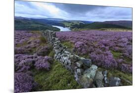Heather Covered Bamford Moor-Eleanor Scriven-Mounted Photographic Print