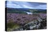 Heather Covered Bamford Moor-Eleanor Scriven-Stretched Canvas