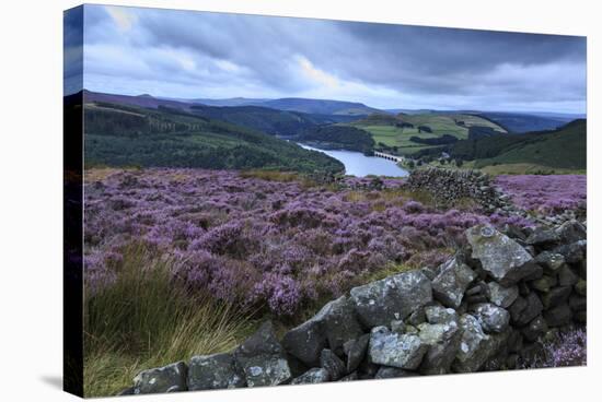 Heather Covered Bamford Moor-Eleanor Scriven-Stretched Canvas