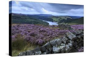 Heather Covered Bamford Moor-Eleanor Scriven-Stretched Canvas