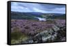 Heather Covered Bamford Moor-Eleanor Scriven-Framed Stretched Canvas