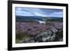 Heather Covered Bamford Moor-Eleanor Scriven-Framed Photographic Print