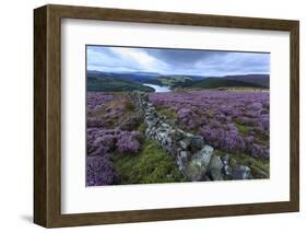 Heather Covered Bamford Moor-Eleanor Scriven-Framed Photographic Print