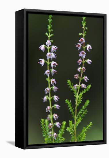 Heather (Erica Sp) in Flower, Brtnicky Hradek, Bohemian Switzerland Np, Czech Republic-Ruiz-Framed Stretched Canvas