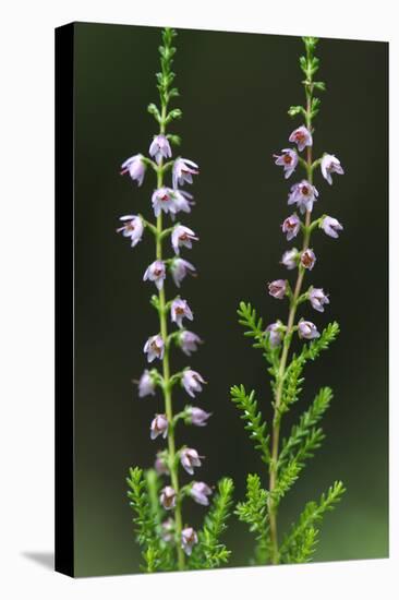 Heather (Erica Sp) in Flower, Brtnicky Hradek, Bohemian Switzerland Np, Czech Republic-Ruiz-Stretched Canvas