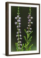 Heather (Erica Sp) in Flower, Brtnicky Hradek, Bohemian Switzerland Np, Czech Republic-Ruiz-Framed Premium Photographic Print