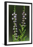 Heather (Erica Sp) in Flower, Brtnicky Hradek, Bohemian Switzerland Np, Czech Republic-Ruiz-Framed Premium Photographic Print