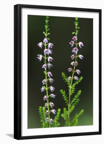 Heather (Erica Sp) in Flower, Brtnicky Hradek, Bohemian Switzerland Np, Czech Republic-Ruiz-Framed Premium Photographic Print